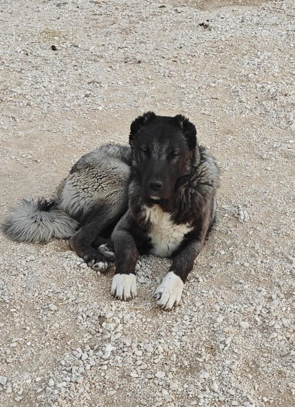 KURT BOĞAN KANGAL