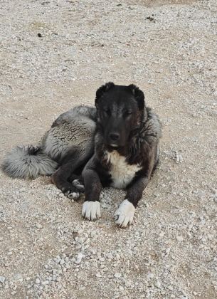 KURT BOĞAN KANGAL