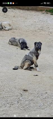 KURT BOĞAN KANGAL