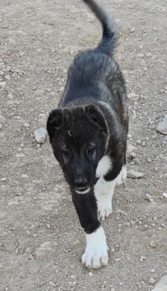 KURT BOĞAN KANGAL