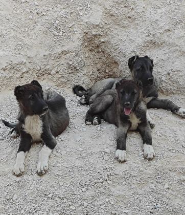 KURT BOĞAN KANGAL
