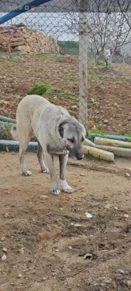 KURT BOĞAN KANGAL