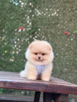 PAMUK ŞEKERİ POMERANİAN BOO KÖPEĞİ