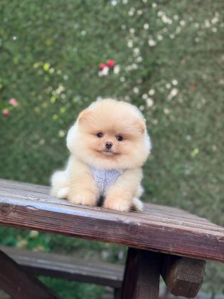 PAMUK ŞEKERİ POMERANİAN BOO KÖPEĞİ