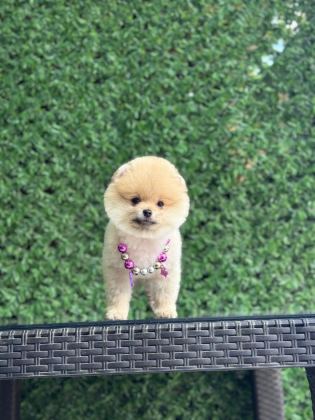 KAR BEYAZ POMERANİAN BOO