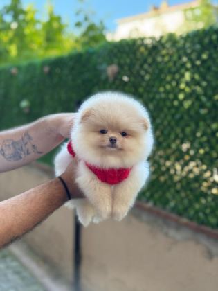 SEVİMLİ POMERANİAN BOO YAVRULAR