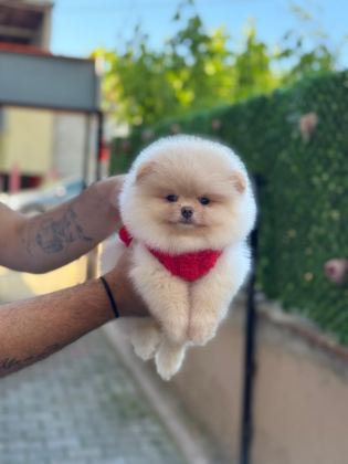 SEVİMLİ POMERANİAN BOO YAVRULAR