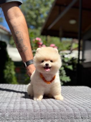 PAMUK ŞEKERİ POMERANİAN BOO