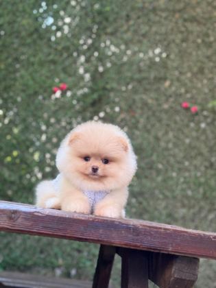 PAMUK ŞEKERİ POMERANİAN BOO KÖPEĞİ