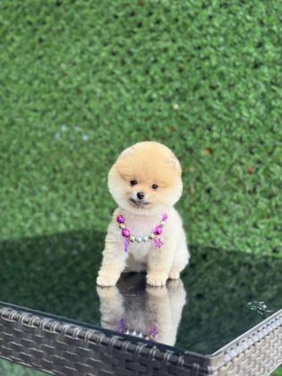 KAR BEYAZ POMERANİAN BOO