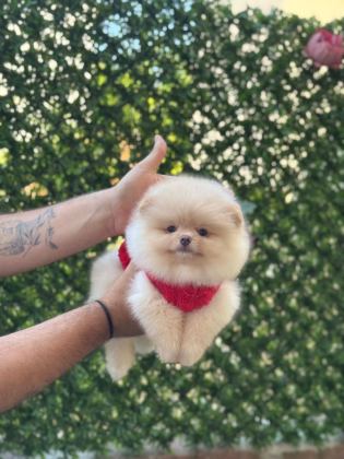 SEVİMLİ POMERANİAN BOO YAVRULAR