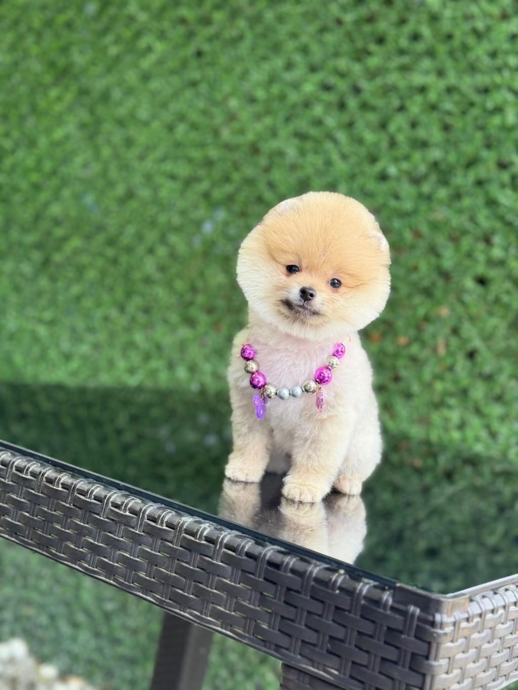 KAR BEYAZ POMERANİAN BOO
