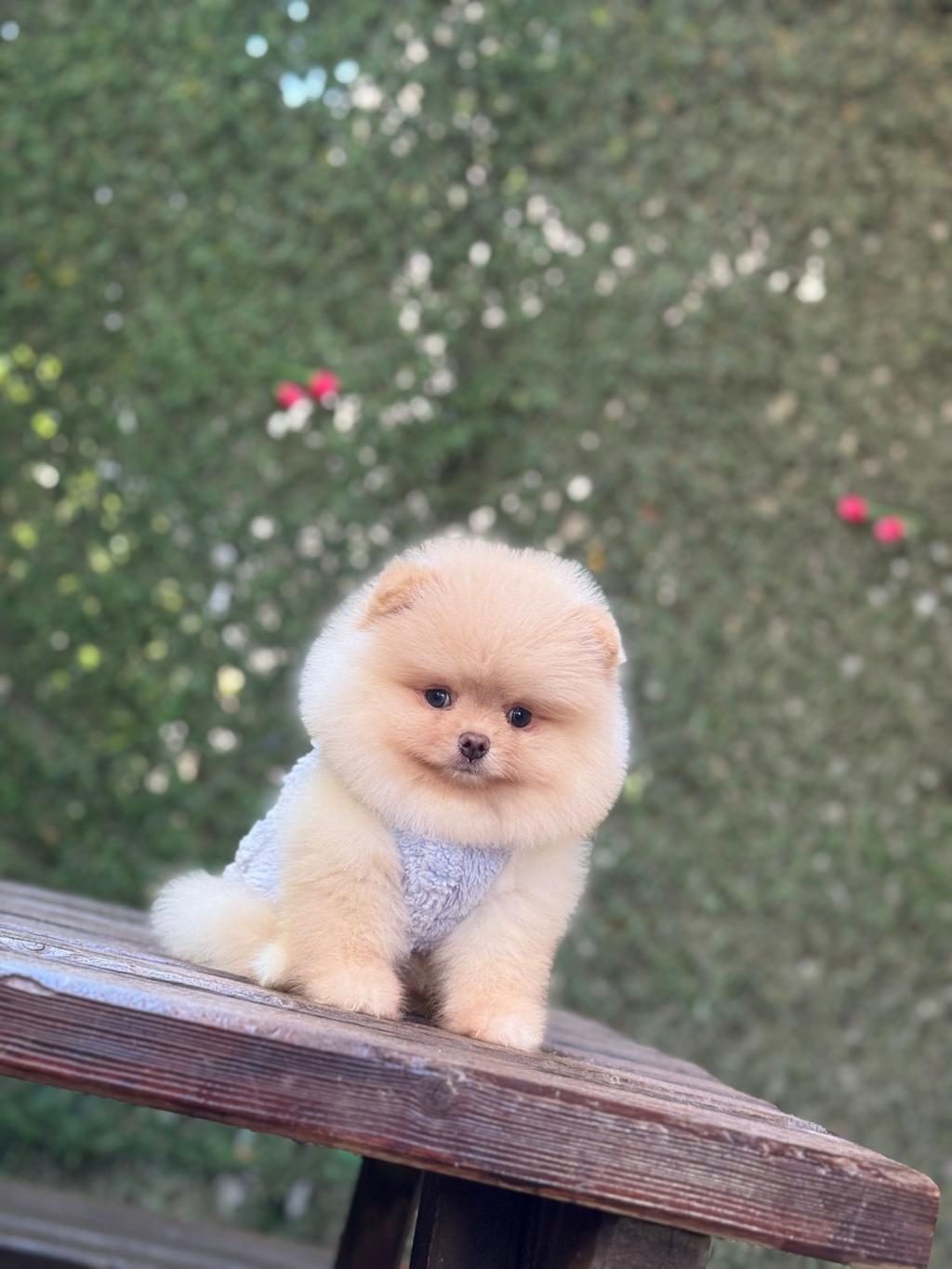 PAMUK ŞEKERİ POMERANİAN BOO KÖPEĞİ