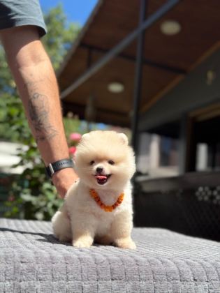 PAMUK ŞEKERİ POMERANİAN BOO