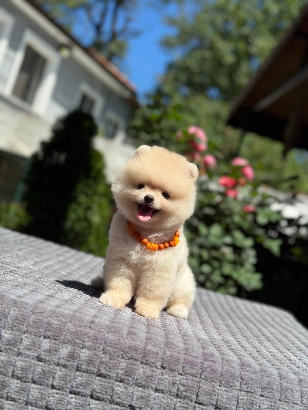 PAMUK ŞEKERİ POMERANİAN BOO