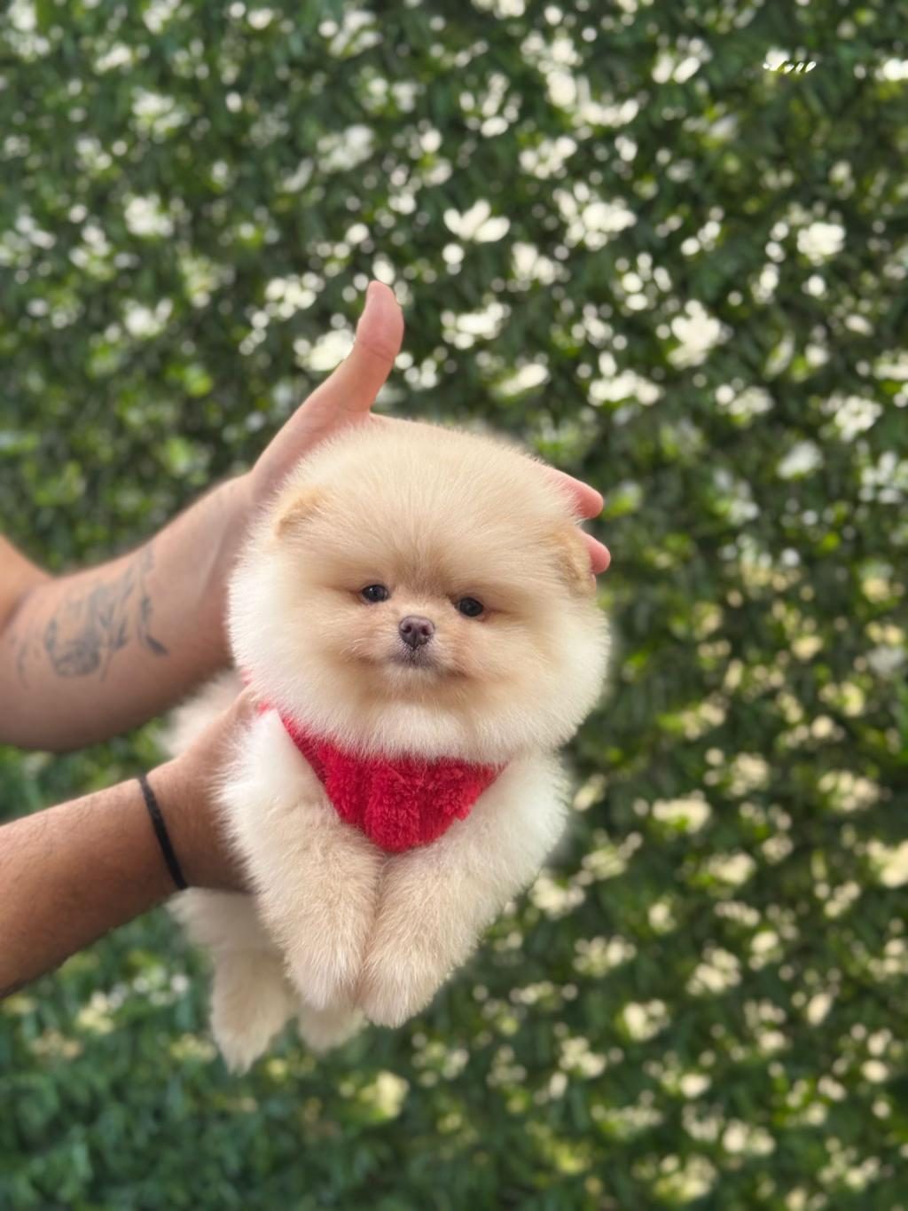 SEVİMLİ POMERANİAN BOO YAVRULAR