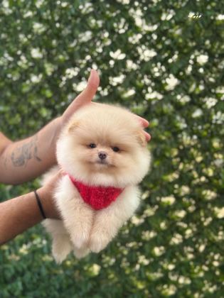SEVİMLİ POMERANİAN BOO YAVRULAR