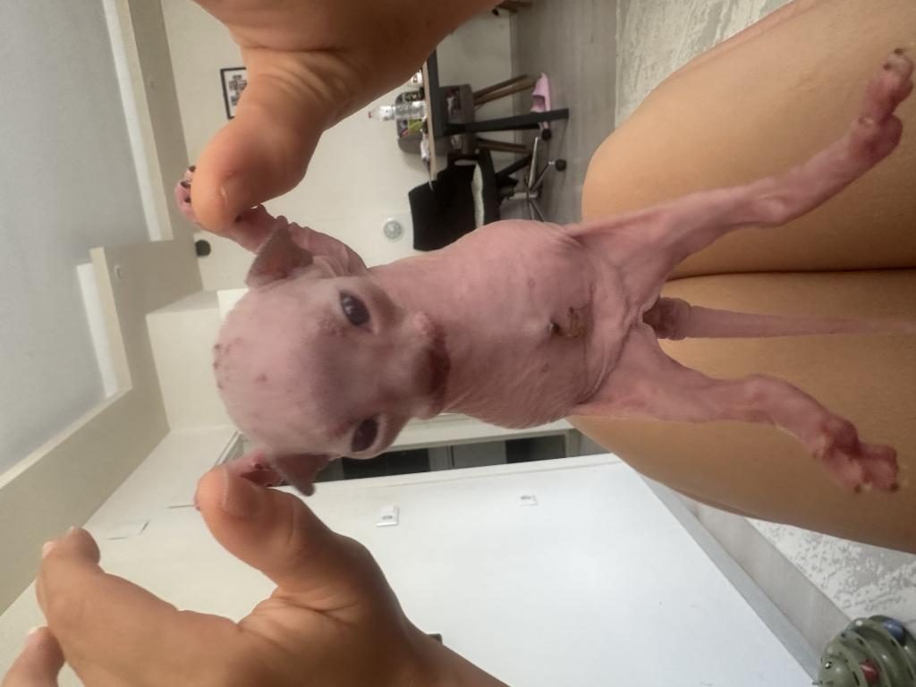 3 BABY SPHYNX