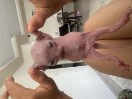 3 BABY SPHYNX