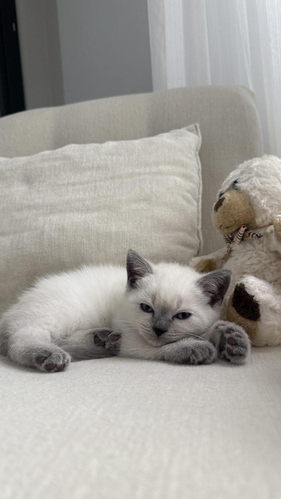 BRİTİSH SHORTHAİR KEDİSİ