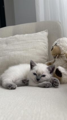 BRİTİSH SHORTHAİR KEDİSİ
