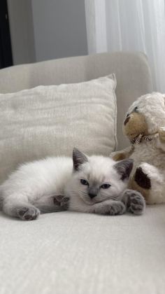 BRİTİSH SHORTHAİR KEDİSİ