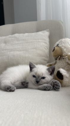 BRİTİSH SHORTHAİR KEDİSİ