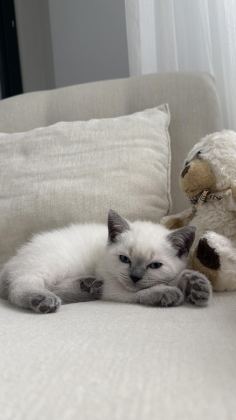 BRİTİSH SHORTHAİR KEDİSİ