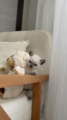 BRİTİSH SHORTHAİR KEDİSİ