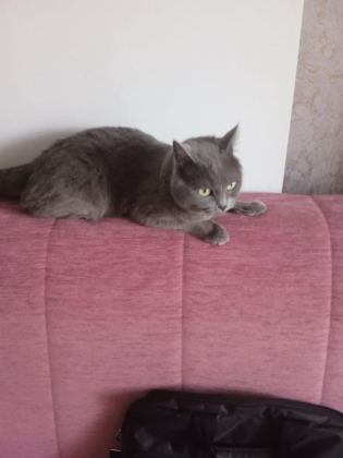 ÜCRETSİZ SAHİPLENDİRME YAPILACAK KEDİMİZ
