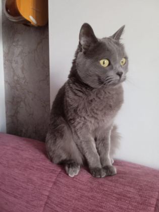 ÜCRETSİZ SAHİPLENDİRME YAPILACAK KEDİMİZ