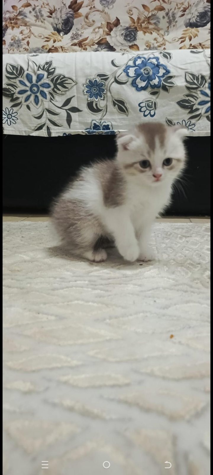 EV ORTAMI BRİTİSH VE SCOTTİSH YAVRULARIMIZ