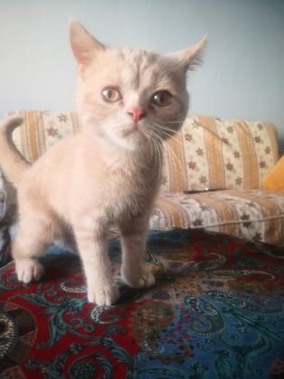 ERKEK UYSAL EĞİTİMLERİ VAR BRİTİSH SHORTHAİR