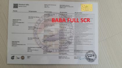 2 AYLIK DİŞİ SAFKAN GOLDEN YAVRU ŞECERELİ KEDİMİZ
