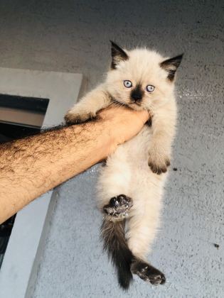 50 GÜNLÜK BRİTİSH KEDİLER BURSA
