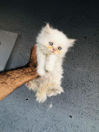 50 GÜNLÜK BRİTİSH KEDİLER BURSA