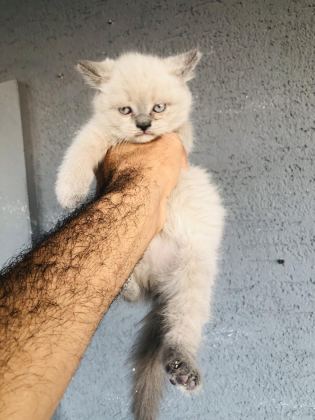 50 GÜNLÜK BRİTİSH KEDİLER BURSA
