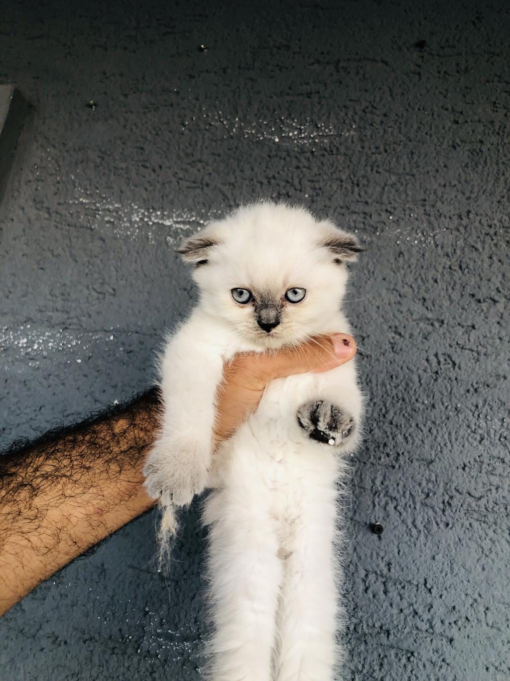 50 GÜNLÜK BRİTİSH KEDİLER BURSA