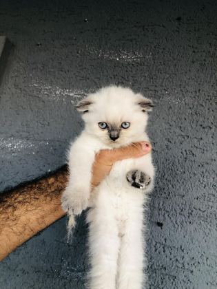 50 GÜNLÜK BRİTİSH KEDİLER BURSA