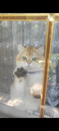 OYUNCU TOPARLAK KAFA SAF KAN NY12 BRİTİSH SHORTHAİR