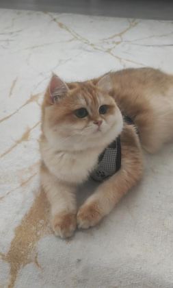 OYUNCU TOPARLAK KAFA SAF KAN NY12 BRİTİSH SHORTHAİR