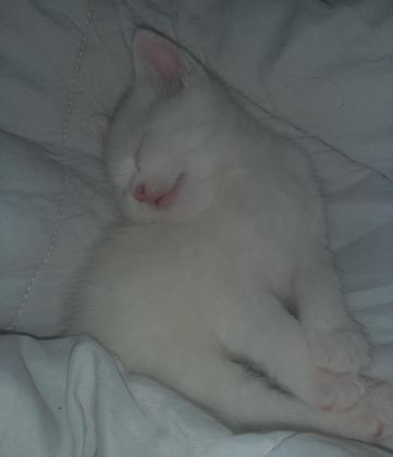SAFKAN BRİTİSH YAVRU KEDİMİZ