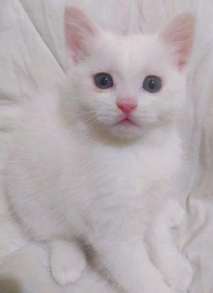 SAFKAN BRİTİSH YAVRU KEDİMİZ