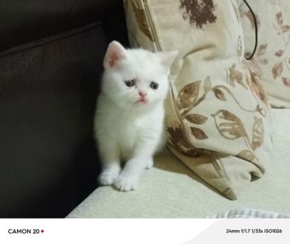 SAFKAN BRİTİSH YAVRU KEDİMİZ