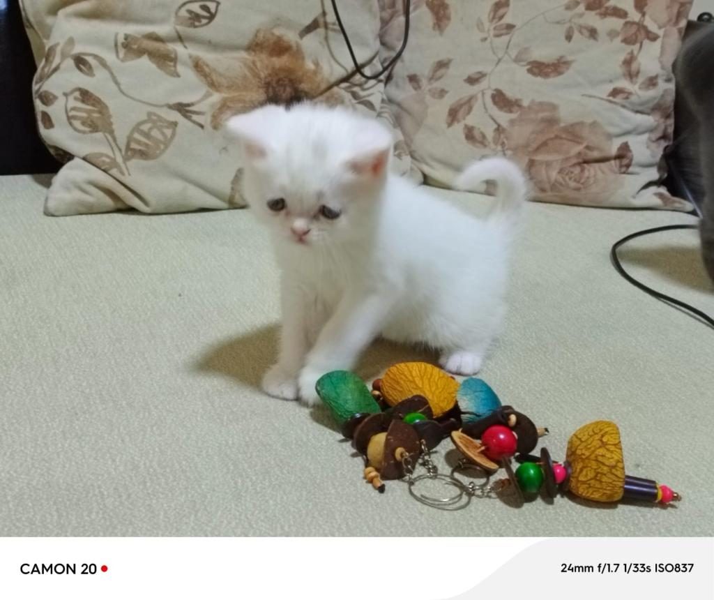 SAFKAN BRİTİSH YAVRU KEDİMİZ