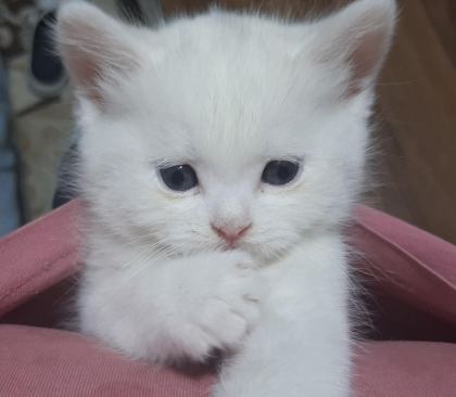 SAFKAN BRİTİSH YAVRU KEDİMİZ