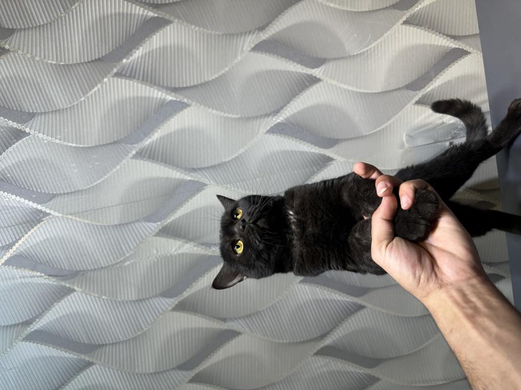 BRİTİSH SHORTHAİR ERKEK KEDİMİZ