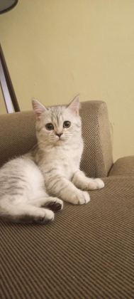 BRİTİSH SHORTHAİR 4 ADET