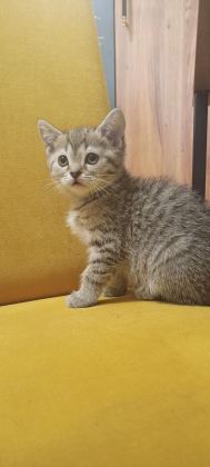 BRİTİSH SHORTHAİR 4 ADET