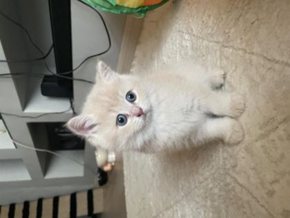 BRİTİSH BEBEKLERİMİZ